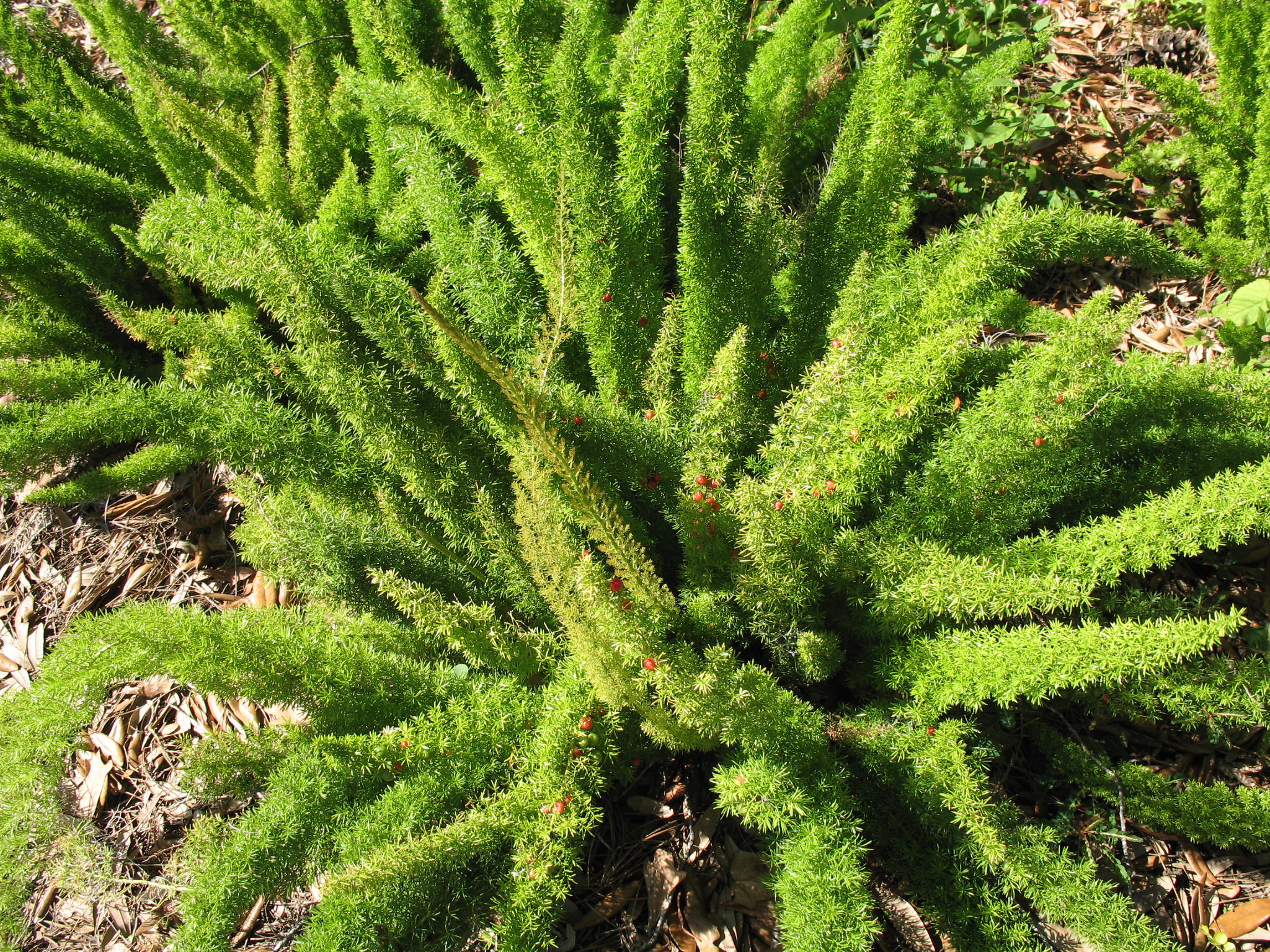 Online plant guide asparagus densiflorus myers fox tail fern